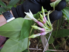 Temnadenia odorifera