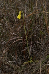 Pinguicula lutea