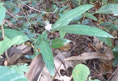 Eranthemum tetragonum
