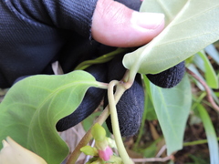 Temnadenia odorifera