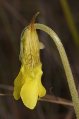 Pinguicula lutea