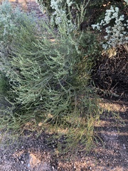 Eremophila weldii
