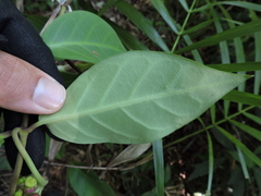 Temnadenia odorifera