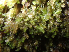 Marsupella emarginata