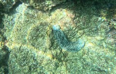 Holothuria atra
