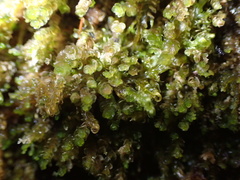 Marsupella emarginata