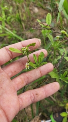 Euploca procumbens