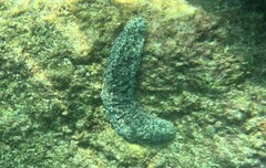 Holothuria atra