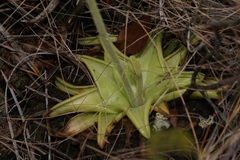 Pinguicula lutea