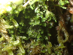 Marsupella emarginata