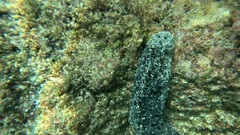Holothuria atra