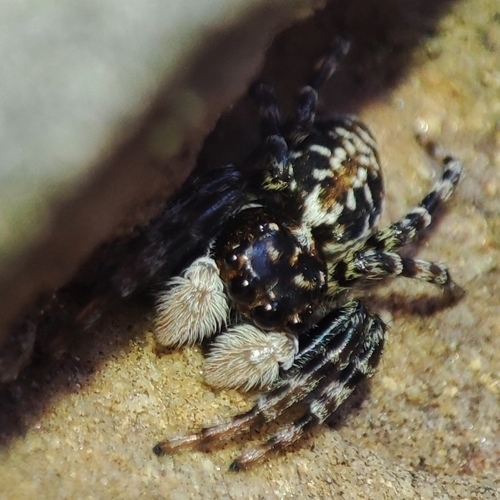Half-edged Wall Jumping Spider, 02485 Yeste, Provincia di Albacete, Spagna, photo 9 of 10