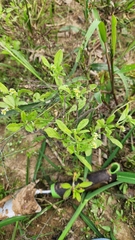 Euploca procumbens