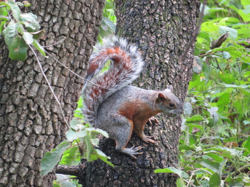 Mexican Gray Squirrel
