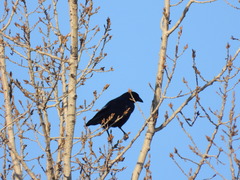 Corvus brachyrhynchos