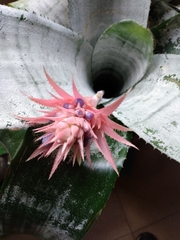 Aechmea fasciata