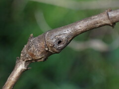 Neolasioptera mimuli