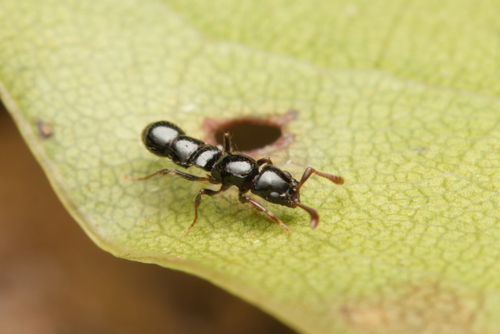 Lioponera turneriLioponera turneri