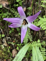 Erythronium hendersonii