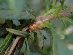 Neolasioptera mimuli