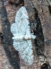 Sigilliclystis insigillata