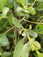 Myoporum boninense