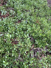 Myoporum boninense