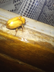 Cyclocephala signaticollis