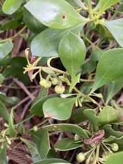 Myoporum boninense