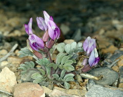 Astragalus newberryi
