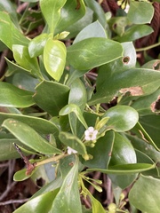 Myoporum boninense