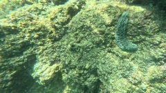 Holothuria atra