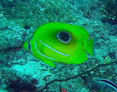 Chaetodon bennetti