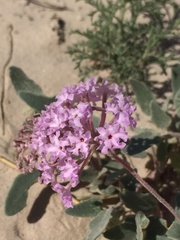 Abronia angustifolia