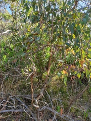 Eucalyptus fasciculosa