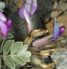 Astragalus newberryi
