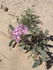 Abronia angustifolia