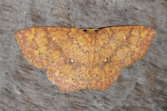 Cosymbiini