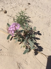 Abronia angustifolia