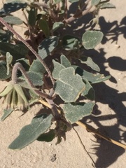 Abronia angustifolia