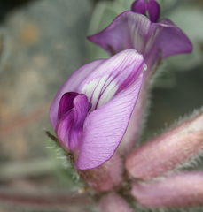 Astragalus newberryi