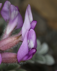 Astragalus newberryi