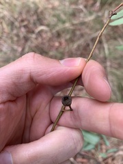Eucalyptus melliodora