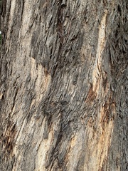 Eucalyptus melliodora
