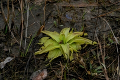 Pinguicula ionantha