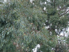 Eucalyptus melliodora