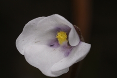 Pinguicula ionantha