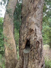 Eucalyptus melliodora