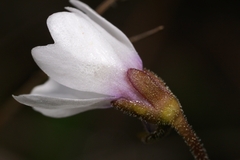 Pinguicula ionantha