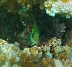 Microspathodon dorsalis